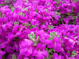 That is why, at least in texas, the purple sage is also known as a texas barometer bush. Drought Tolerant Plants Home Style Austin