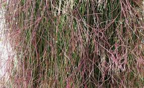 Image result for Asparagus minutiflorus