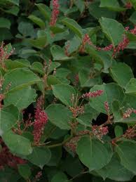 In nederland wordt de japanse duizendknoop voor het eerst in 1886 verwilderd aangetroffen in de omgeving van baarn. Fallopia Japonica Var Compacta Japanse Duizendknoop De Tuinen Van Appeltern
