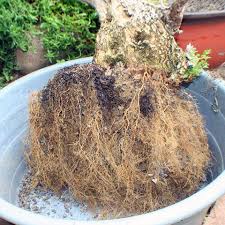 Image result for Premna mooiensis