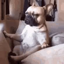 Though for an english bulldog, you'll most like want to get a size large. French Bulldog Gifs Tenor