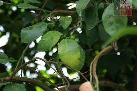 Citrus Greening In Texas Texas Plant Disease Diagnostic Lab