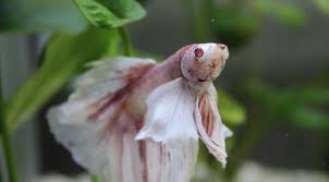 Albino betta fish picture 2 of 20 in hd with 1920x1080. Help Is My Betta Fish An Albino Bettafish