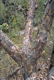 Image result for Pseudobombax