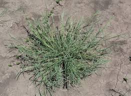 Image result for Leptochloa fusca