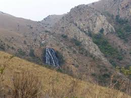 Image result for Clutia monticola