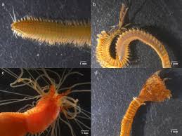 Image result for Polychaeta spp.