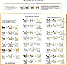 Ragdoll Cat Growth Chart Www Bedowntowndaytona Com