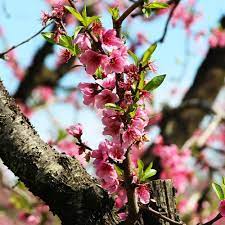 *up to 45% off w/ free delivery use code: Frost Peach Trees For Sale Brighterblooms Com