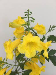 Maliz ong has released this yellow bell flower image under public domain license. Tecoma Stans Yellow Bells Yellow Trumpet Vine