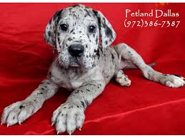 Great dane weighing in at almost 200 pounds (90 kg.) demonstrating how big he is. Great Dane Puppies Petland Dallas Tx
