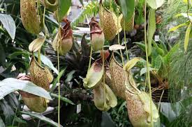 Grune Und Bluhende Hangepflanzen Furs Zimmer 10 Zimmerpflanzen Gartenlexikon De