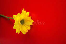 177 free images of yellow border. Yellow Flower With Stem On A Red Background Stock Image Image Of Glowing Bloom 109155489