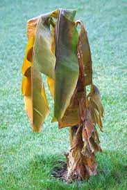 Maybe you would like to learn more about one of these? How To Overwinter Banana Plants Gardener S Path