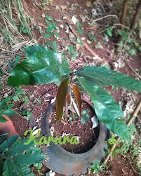 Image result for Uvariodendron