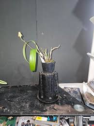 Image result for Polystachya malilaensis