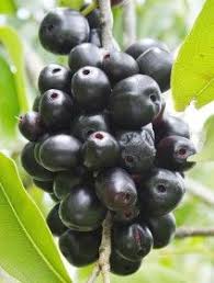 Black And Bruised Wine Nutrition Pin On Home Sweet Home Sweet Trinidad Tobago