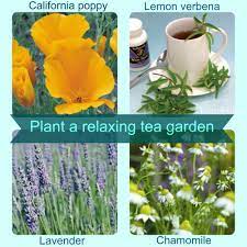 Plant A Relaxing Tea Garden Garden Seeds Tea Garden Edible Garden