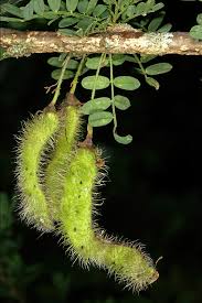 Image result for Ormocarpum trichocarpum