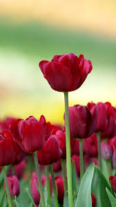 Lock Screen Wallpaper Hd Flowers 1080x1920 Download Hd Wallpaper Wallpapertip