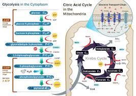 The inner membrane invaginates to the interior of the organelle, forming cristae and delimiting an in which part of the process does this chemical element take part? Electron Transport Chain Of Cellular Respiration