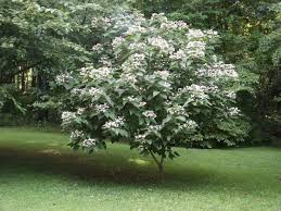 Image result for Clerodendrum abilioi
