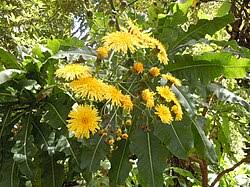 Image result for Sonchus luxurians