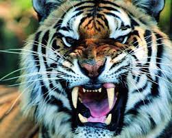 Pin By Favorites Wallpapers On All Creatures Great And Small Tiger Wallpaper Pet Tiger Animal Wallpaper