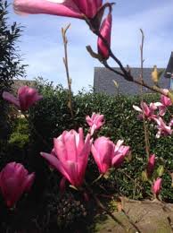 Latihan soal online adalah website yang berisi tentang latihan soal mulai dari soal sd / mi sederajat, smp / mts sederajat, sma / ma sederajat hingga umum. Magnolia Soulangiana Heaven Scent Tulpen Magnolie Heaven Scent