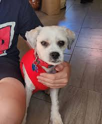 Betty Dawn Chaffin, John Madison Webber and Letcher T.Webber(dog named  Laddie)