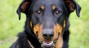 I am exspecting a litter of beauceron puppies at anytime mother is akc ukc registered an father is as well please contact me for more info an availa… Beauceron Intelligent Guard Dog Or Loving Family Pet