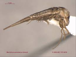 Image result for Microcoelia physophora