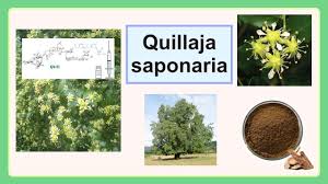 Image result for Quillaja saponaria