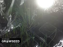 Cheaper alternatives can probably be found in the cheaper pound stores. Growing Vegetables Indoors With Diy Led Grow Lights Growseed Blog