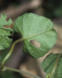 Image result for Merremia emarginata