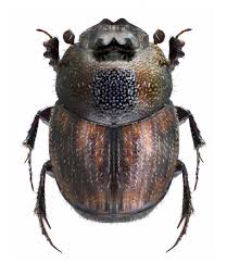Caccobius Meridionalis Beetle Insect Bugs And Insects Animal Close Up