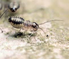 Definition, rechtschreibung, synonyme und grammatik von 'schlafzimmer' auf duden online nachschlagen. Staublause Bekampfen Loswerden Psocoptera Lexikon Der Schadlinge