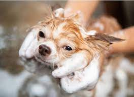 Can You Use Dawn Dish Soap To Kill Fleas On Pets Petmd