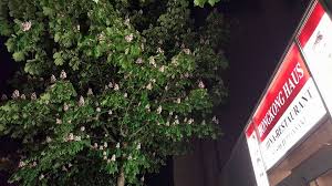 75, 86157, innenstadt, augsburg deutschland inklusive kontaktdaten wie adresse, telefonnummer, webseite, anfahrtsplan u.a. Hong Kong Haus Home Augsburg Germany Menu Prices Restaurant Reviews Facebook