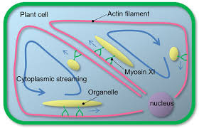 It is now known that the extensibility of the wall determines the rate of cell growth and that localized differences in extensibility of the walls of a single cell determine isotropic expansion giving rise. Success In Promoting Plant Growth For Biodiesel Renewable Carbon News