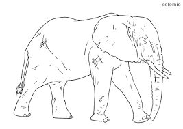 Elephant drawing elephant drawing pencil animal illustration simple. Elephants Coloring Pages Free Printable Elephant Coloring Sheets
