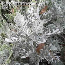 Image result for Cineraria mazoensis