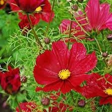 Cosmos Rubenza Cosmos Bipinnatus Flower Seeds Cosmos Flowers Flower Garden