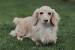 Smooth Blonde Dachshund