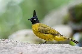 Black Crested Bulbul Google Search Bulbul Black Mp3