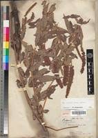 Image result for Eriosema nutans