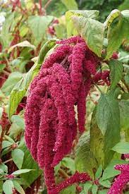 Magenta Amaranthus Flower Seeds Caudatus Dreadlocks Etsy Flower Seeds Amaranthus Planting Flowers