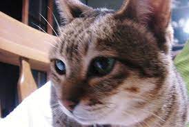 猫の老化現象: 虎猫の気まぐれシネマ日記