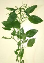 Image result for Micrococca mercurialis