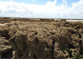 La Plus Grande Construction Animale D Europe Est En Bretagne Le Pays Malouin